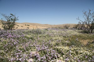 פריחה פריחה