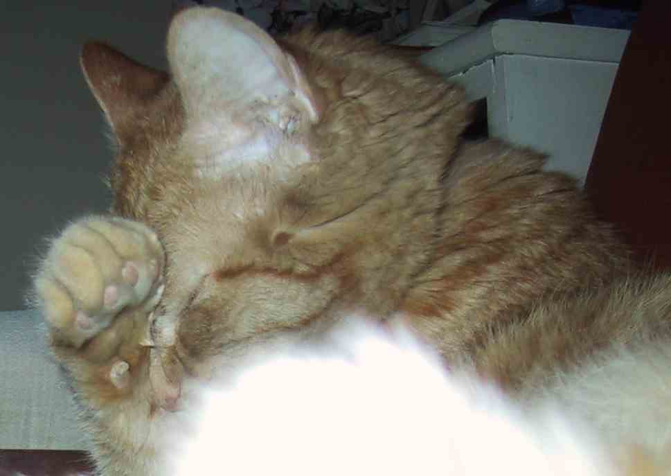 החתול מרגיש אשמה