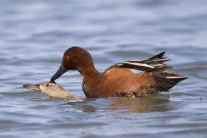 ברווז ברווז