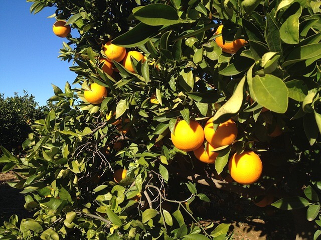 fields and orchards - שדות ופרדסים